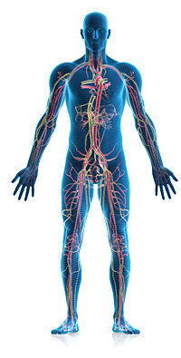 Blood Flow