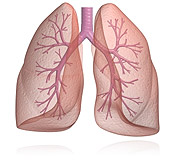 Breathing
