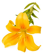 Fleure